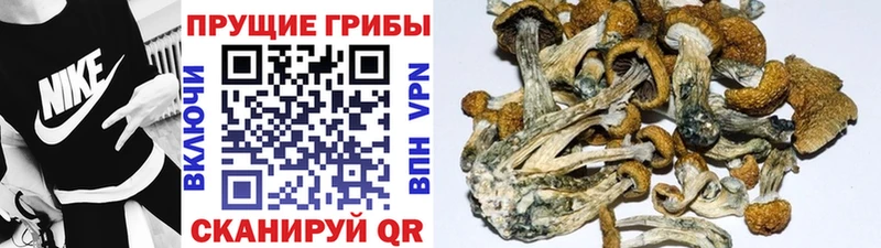 Галлюциногенные грибы Psilocybine cubensis  Купить  Межгорье 